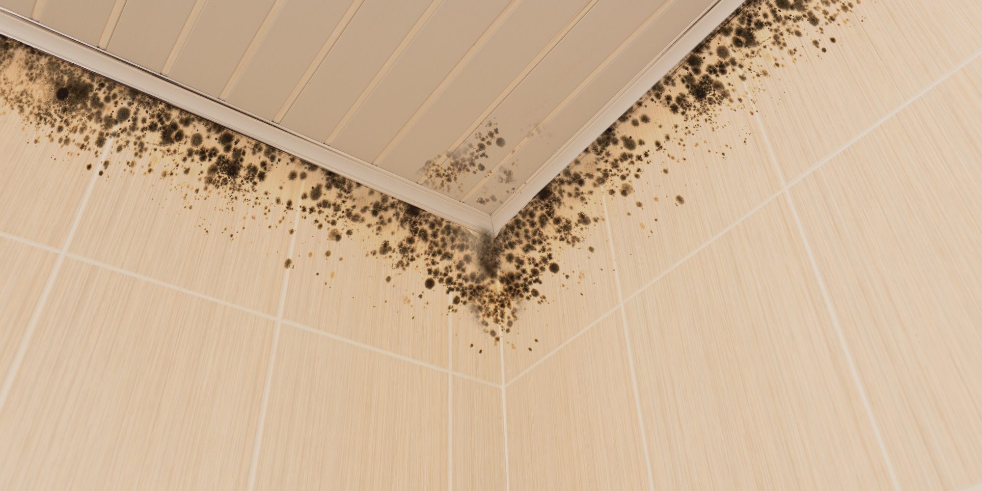 shower mould